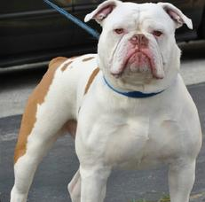 American bulldog on sale cropped ears